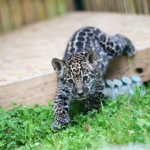 jaguar gradina zoologica sibiu 1
