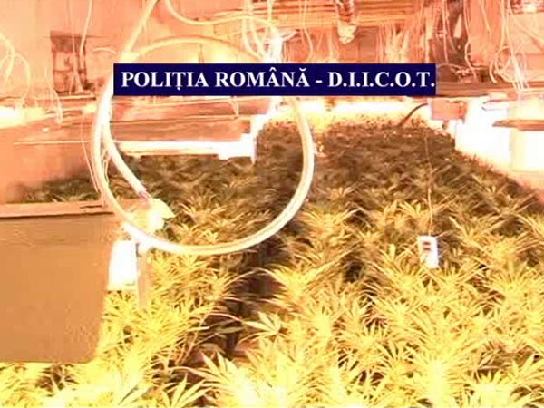 VIDEO: Plantatie de canabis, descoperita de politisti si procurori, in judetul Sibiu