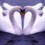 poza-de-dragobete-lebede