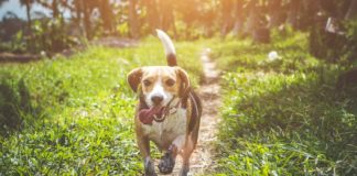 Cauți o căsuță pentru prietenul tău cu patru picioare? 🐶